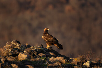 Golden eagle on top of rock in the Rhodope mountains. Calm eagle during sunset. European nature. Winter wildlife in Bulgaria. Bird watching on the rock.
