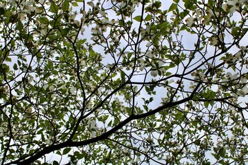 Fototapeta premium Branches against the sky 
