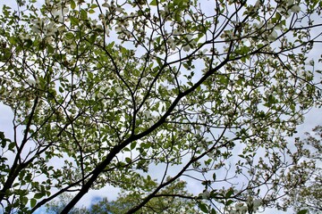 branches against sky