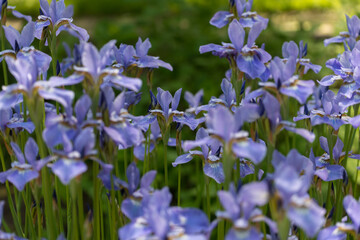 abundant blue irises in the garden © eugen