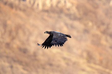 Golden eagle fly in the Rhodope mountains. Calm eagle during sunset. European nature. Winter wildlife in Bulgaria. Bird watching.