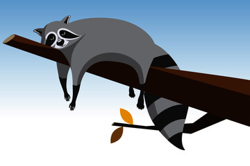 Lazy raccoon laying on the branch of the tree © fogaas