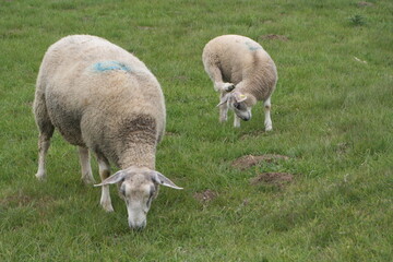 Moutons au pâturage pré prairie bétail élevage agriculture