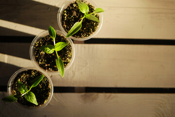 Small plant sprouts top view. Wooden background. Gardening season wallpaper. Copy space