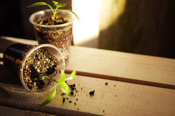 Plant Sprouts in plastic cups. Gardening concept. 