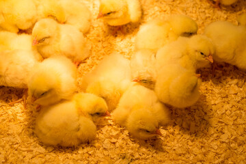 Group of young chickens in a chicken coop under a warm lamp in sawdust