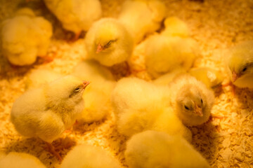 Group of young chickens in a chicken coop under a warm lamp in sawdust
