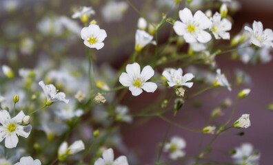 Small little white flowers on dark red backgroud, floral backgrounds