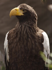 Steller's Sea Eagle 