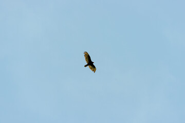 hawk in flight