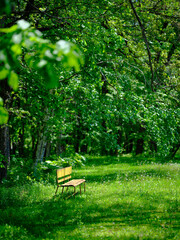 緑の森の黄色いベンチ