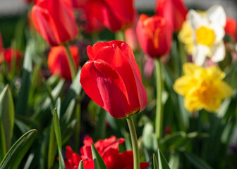 Red Tulip in a Field of Spring Blossoms