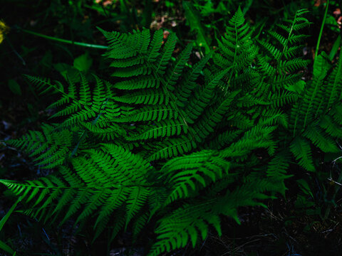 232 110 件の最適な シダ 植物 画像 ストック写真 ベクター Adobe Stock