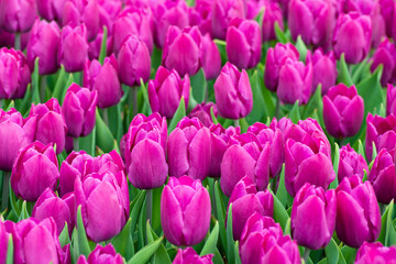 Fototapeta premium Beautiful field of purple or Magenta tulips close up. Spring background with tender tulips. Purple floral background