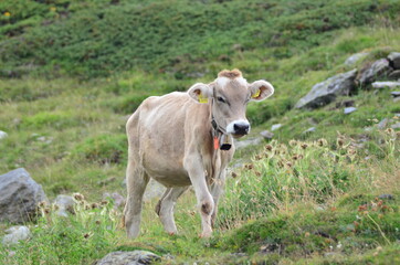 Switzerland|Bernina|Mountains