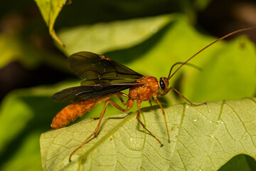 Parasitoid Wasp from the Braconidae Family