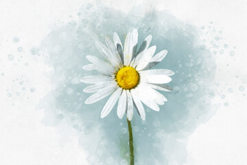 White daisy floral botanical flower. Watercolor background illustration set. Isolated daisy illustration element
