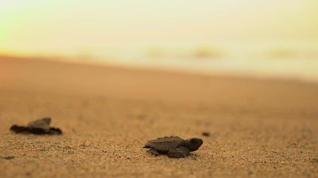 Documentary frames. Newborn sea turtles run on the beach to the water of the Pacific Ocean. Dawn. Soft sunlight. Extra Long Shot,