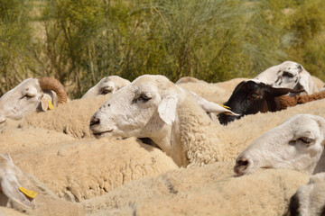 Rebaño de obejas buscando prads frescos donde comer
