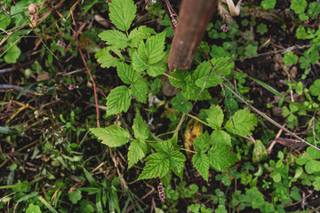 raspberry leaves in an organic farm