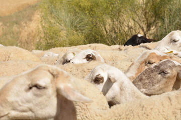 Reba&ntilde;o de obejas buscando prads frescos donde comer