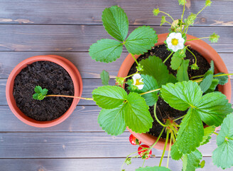 Strawberry stolon. Gardening, strawberry plant in garden pot. Vegetative multiplication. Stolon...