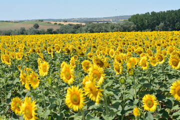 Campo de girasoles en la zona de andalucia espa&ntilde;a