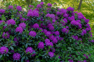 Selective focus purple flower about to blooming with green leaves in the garden, Rhododendron is a very large genus of species of woody plants in the heath family, Nature floral background. - obrazy, fototapety, plakaty