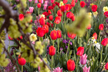 Viewing Tulips through Tree Branches