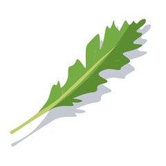 Fototapeta premium One leaf of green arugula. Vector