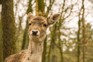 deer head from closer