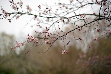branches with pink spring blossoms