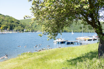 Kanada G&auml;nse haben ihr neues Zuhause in  Woffelsbach am Rursee gefunden