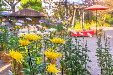 Fototapeta na wymiar Japanese Chrysanthemum morifolium flowers in the Mukojima-Hyakkaen Gardens of higashi-mukojima with a rest area adorned with a traditional nodategasa paper umbrella.