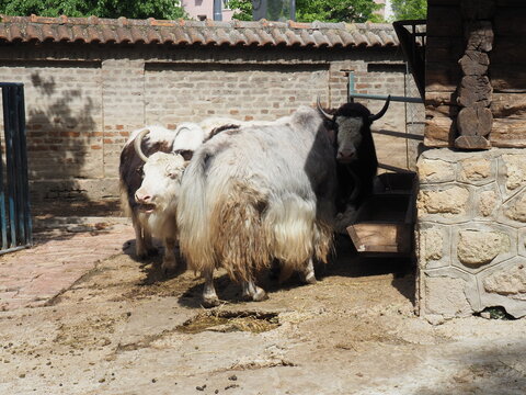 yaks eat at the trough. The yak Bos mutus is a cloven-hoofed mammal from the genus of true bulls of the bovine family.