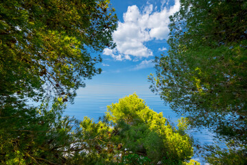 Fototapeta na wymiar Look through the branches of wild pine in the Mediterranean scrub at the blue summer sky with clouds and sea