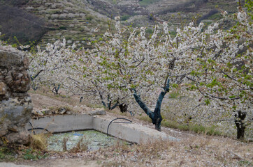 cerezos en flor valle del jerte 2012