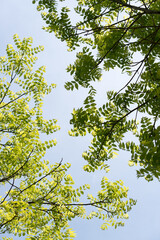 green leaves against blue sky