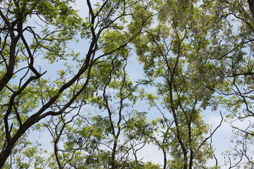 branches against blue sky