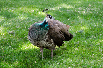 pavo real