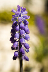 close up of a little Scarlet fire beetle