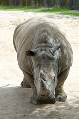 hipopotamo en libertas detalles africa
