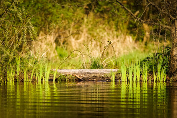 Young green reed in the river with sunshine