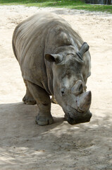 Obraz premium hipopotamo en libertas detalles africa