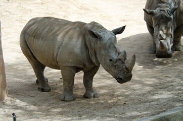 Fototapeta premium hipopotamo en libertas detalles africa