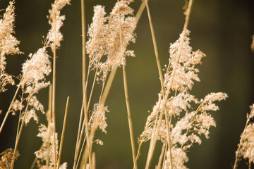 close up of reeds grass with sky and green grass background