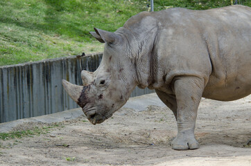 Obraz premium rinoceronte y gacela