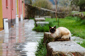 gato bonito gato marron claro gato mirando