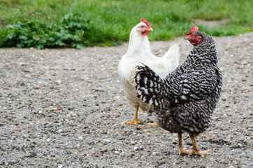 gallinas y gallos en el campo