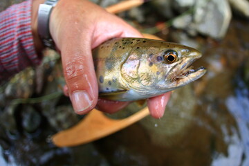 flyfishing フライフィッシングでの釣果ヤマメ